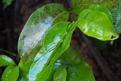 Phraortes stomphax