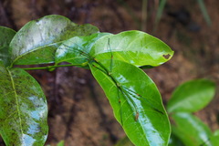 Phraortes stomphax