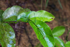 Phraortes stomphax