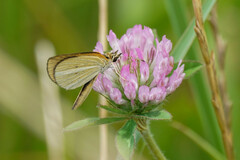 Leptalina unicolor