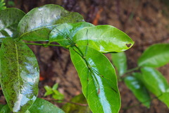 Phraortes stomphax
