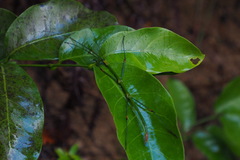 Phraortes stomphax