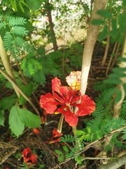 Delonix regia