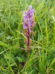 Dactylorhiza euxina