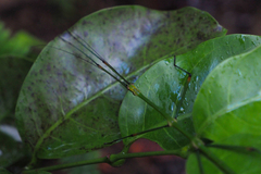 Phraortes stomphax