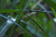 Phraortes stomphax