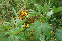 Coreopsis tinctoria