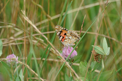Vanessa cardui