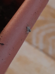 Menemerus semilimbatus