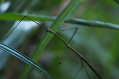 Phraortes stomphax