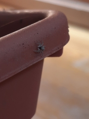 Menemerus semilimbatus