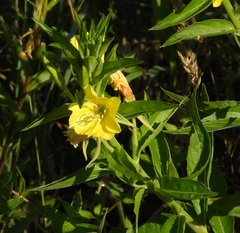 Oenothera oehlkersi