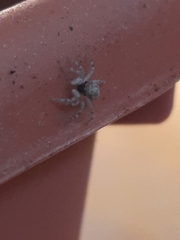 Menemerus semilimbatus