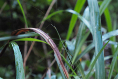 Phraortes stomphax