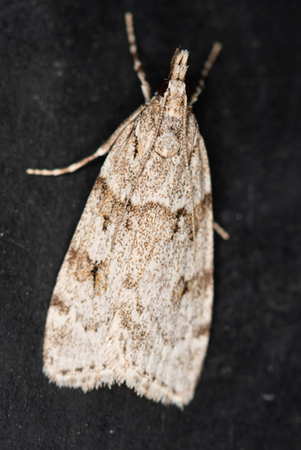 Large Grey