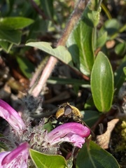 Sericomyia tolli