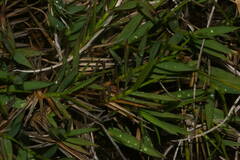 Dichanthelium cynodon