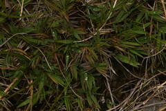 Dichanthelium cynodon