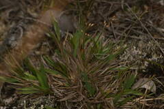 Dichanthelium cynodon