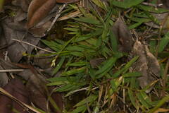 Dichanthelium cynodon