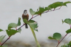 Emberiza cioides