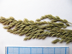 Poa sibirica