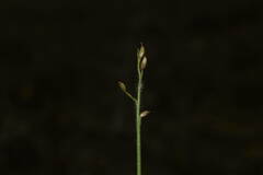 Dichanthelium cynodon