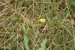 Potentilla chinensis