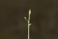 Dichanthelium cynodon