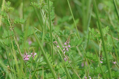 Indigofera pseudotinctoria