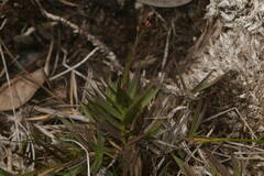 Dichanthelium cynodon