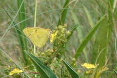 Colias poliographus