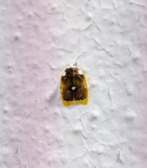 Lobobasis niveimaculata