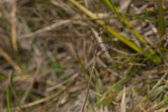 Dichanthelium cynodon