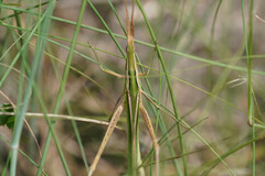 Acrida cinerea