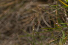 Dichanthelium cynodon