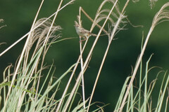 Cisticola juncidis