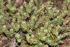 Pultenaea humilis