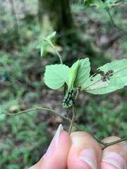Hestina assimilis