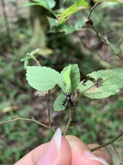 Hestina assimilis