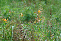 Hemerocallis fulva kwanso