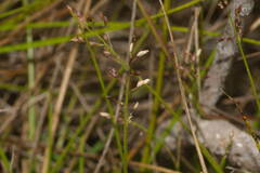 Dichanthelium cynodon