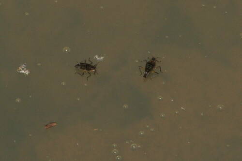 Hawaiian pond bug photo 4