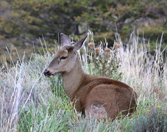 Hippocamelus bisulcus