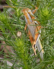 Melanoplus foedus