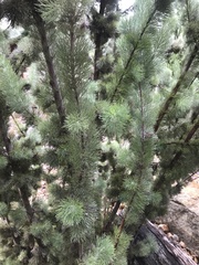 Adenanthos sericeus