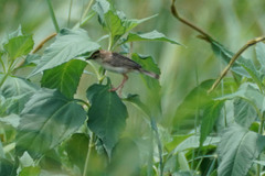Cisticola juncidis
