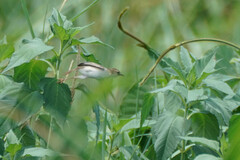 Cisticola juncidis