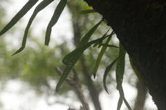 Lepisorus thunbergianus