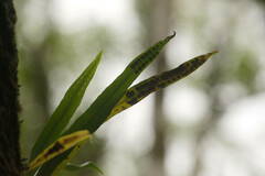 Lepisorus thunbergianus